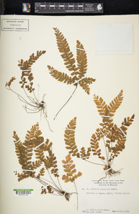 Adiantum hispidulum image