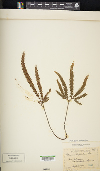 Adiantum hispidulum image