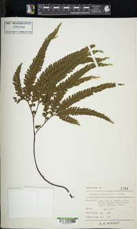 Adiantum hispidulum image