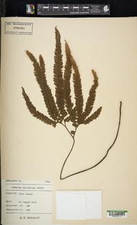 Adiantum hispidulum image