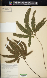 Adiantum hispidulum image