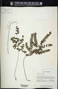 Adiantum stenochlamys image