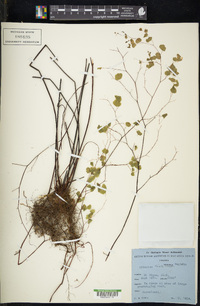 Adiantum poiretii image