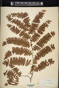 Adiantum polyphyllum image