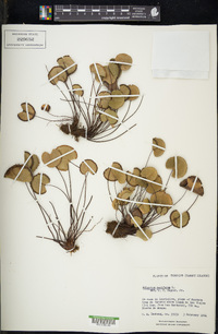 Adiantum reniforme image