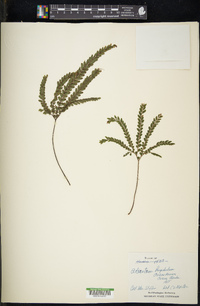 Adiantum hispidulum image