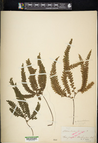 Adiantum hispidulum image