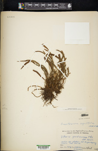 Ananthacorus angustifolius image