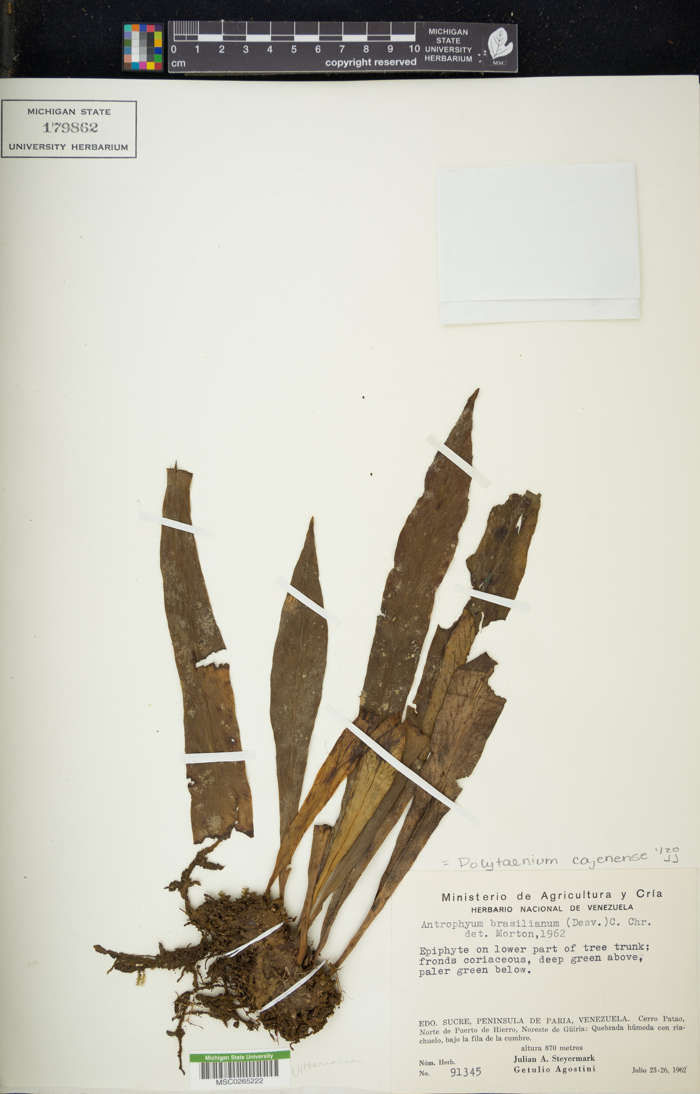 Polytaenium cajenense image