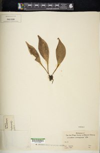 Antrophyum plantagineum image