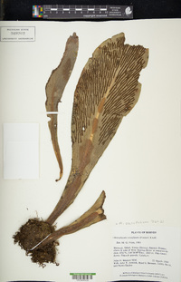 Antrophyum callifolium image