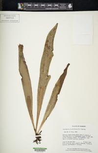 Antrophyum sessilifolium image
