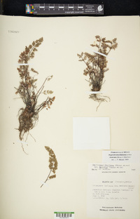 Argyrochosma limitanea image