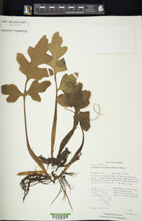 Ceratopteris pteridoides image