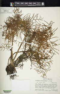 Ceratopteris thalictroides image