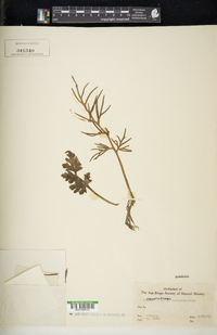 Ceratopteris thalictroides image