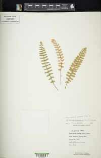 Myriopteris aurea image