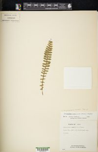 Myriopteris aurea image