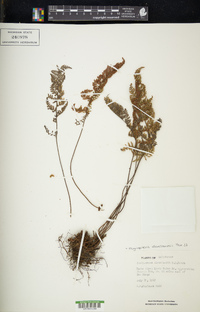 Myriopteris clevelandii image
