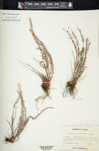 Astrolepis cochisensis image