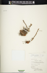 Astrolepis cochisensis image