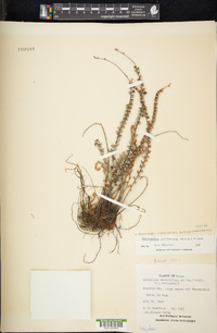 Astrolepis cochisensis subsp. cochisensis image