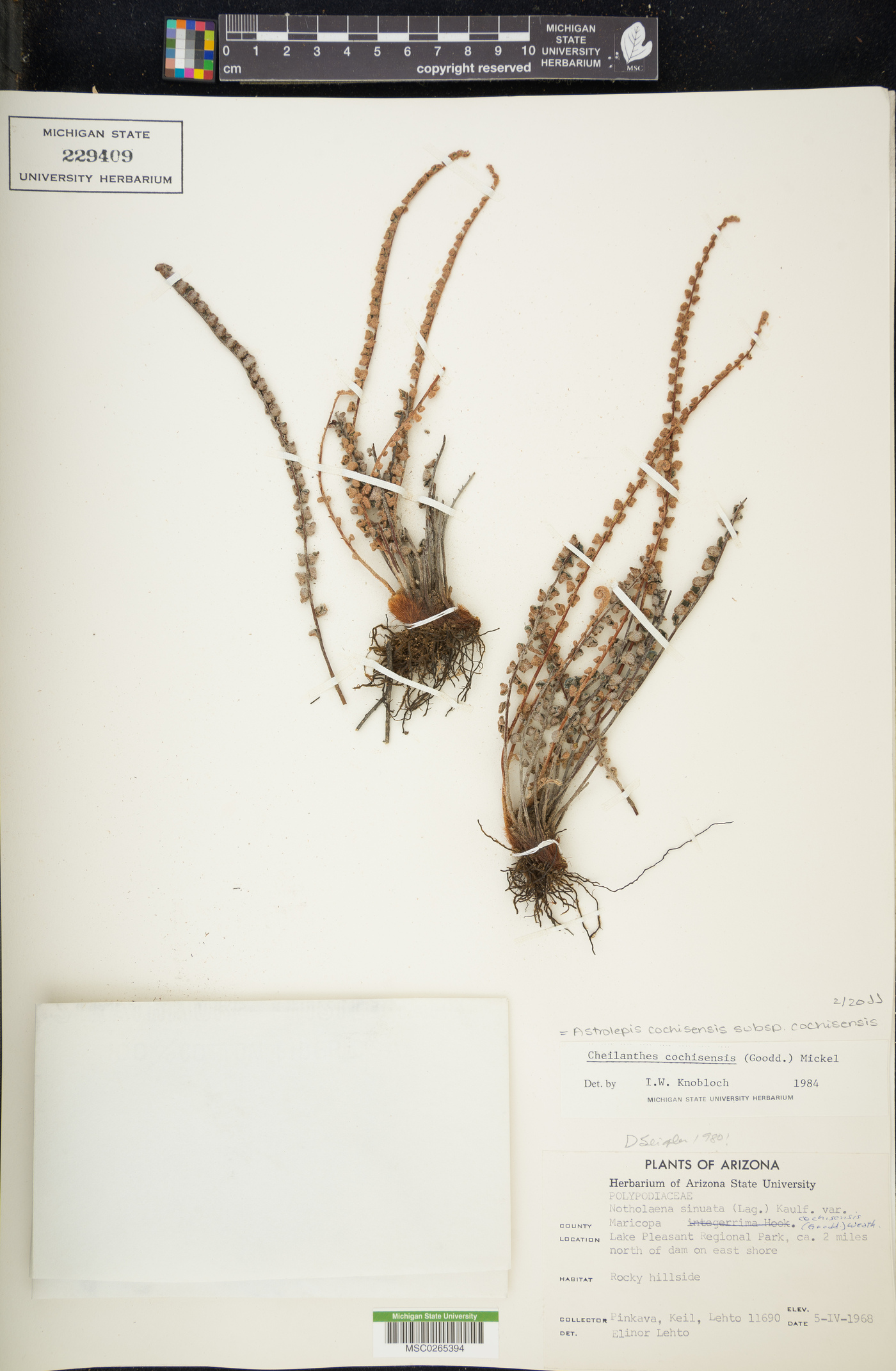 Astrolepis cochisensis subsp. cochisensis image