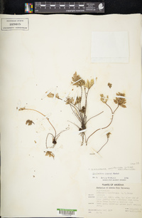 Notholaena californica image