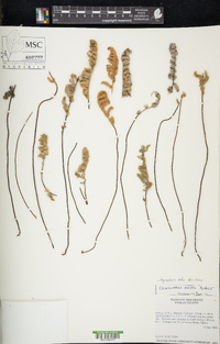 Myriopteris rufa image