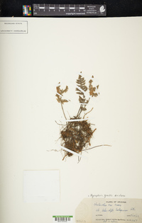 Myriopteris gracilis image