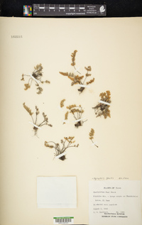 Myriopteris gracilis image