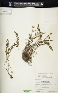 Notholaena greggii image