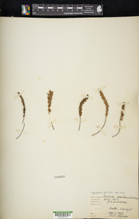 Myriopteris gracillima image