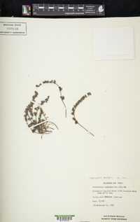 Myriopteris lendigera image