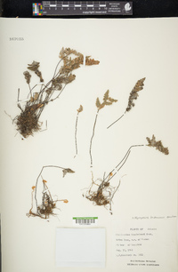 Myriopteris lindheimeri image