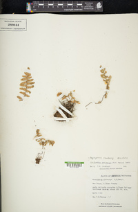 Myriopteris newberryi image