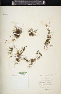 Myriopteris pringlei image