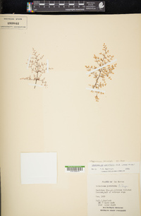 Argyrochosma microphylla image