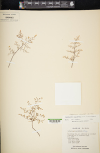 Argyrochosma microphylla image