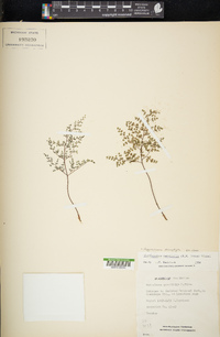 Argyrochosma microphylla image