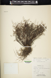 Argyrochosma microphylla image