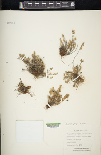 Myriopteris parryi image