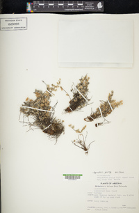Myriopteris parryi image