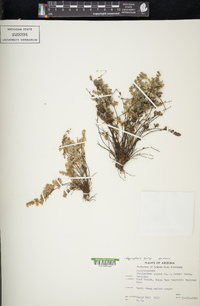 Myriopteris parryi image