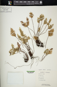 Aspidotis densa image