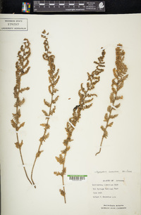 Myriopteris tomentosa image