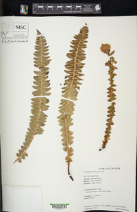 Polystichum lonchitis image