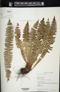 Polystichum lonchitis image