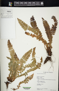 Polystichum lonchitis image