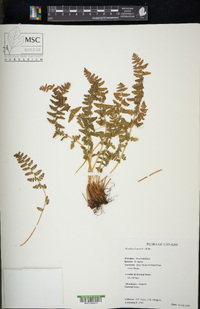 Woodsia ilvensis image